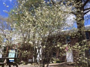 Shadbush blooms at UDWRC Office Apr 20, 2015